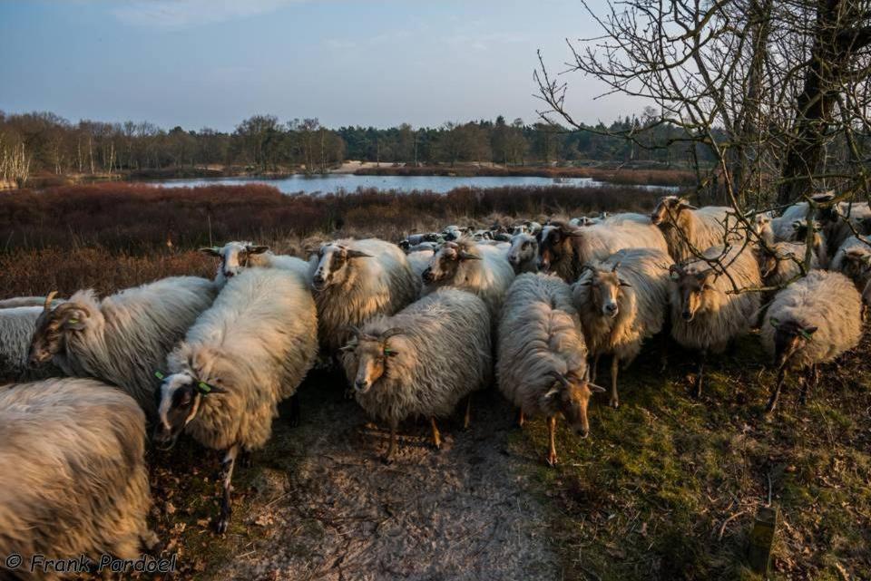 Aa Casia Vakantiehuis Zeegse Kültér fotó